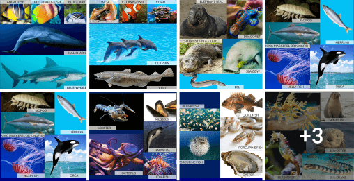 50 Sea Animals