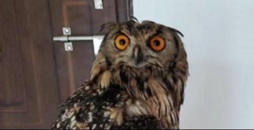 Good Samaritan Saves Rare Owl