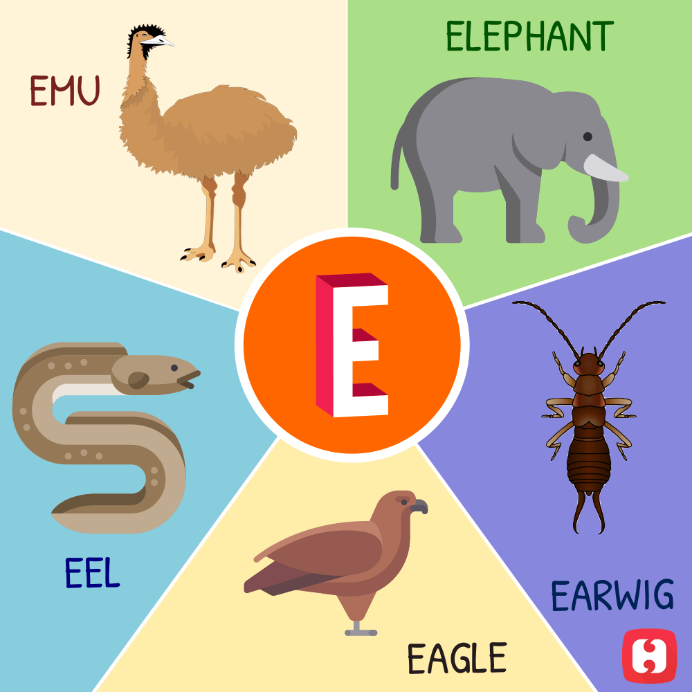 Animal And Bird Names A To Z