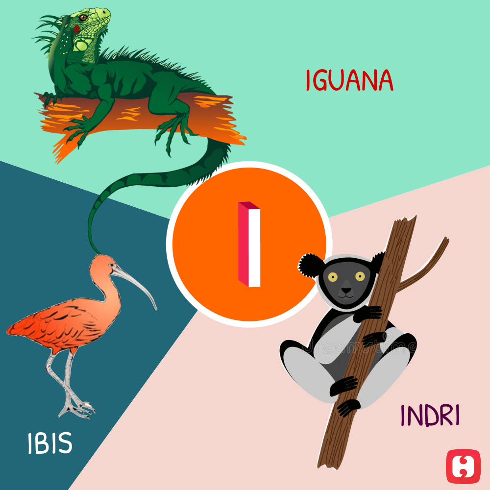 Animal and Bird Names (A to Z)